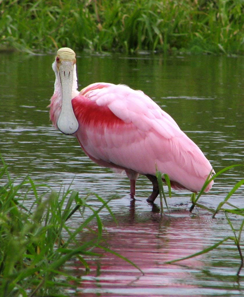 A roseate spoonbill spreads its wings after taking a bath in a marshy area on the northeast side of State Road 312, near Mizell Road, on Wednesday afternoon. By DARON DEAN, daron.dean@staugustine.com