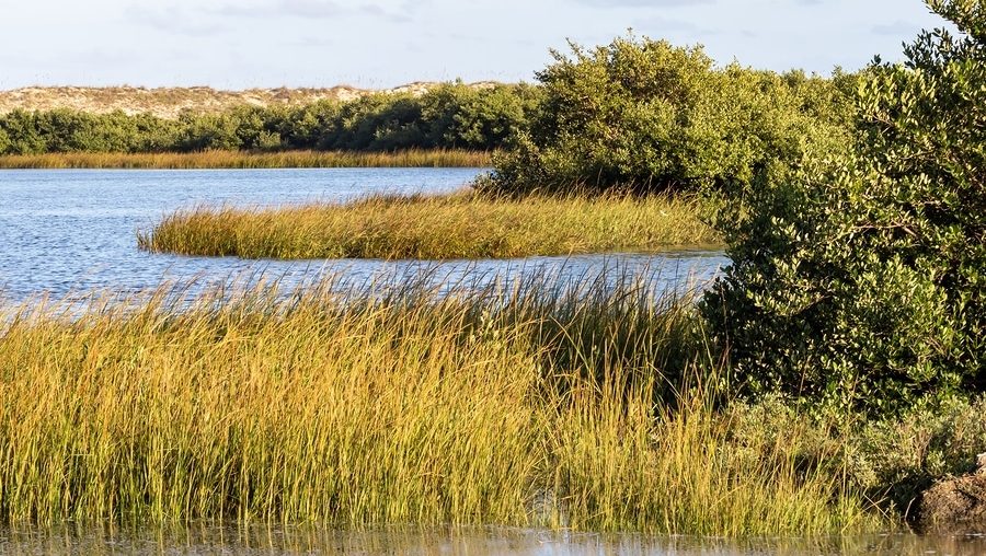 Bird Watching at Anastasia State Park in St. Augustine