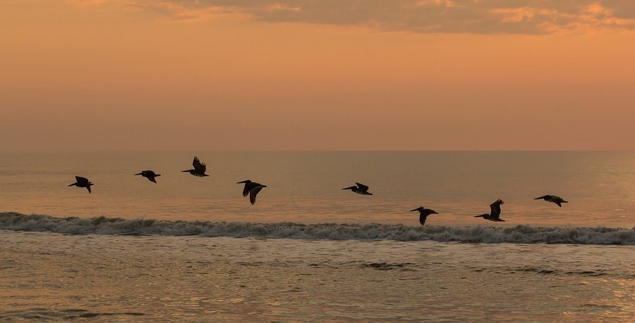 Bird Watching at Anastasia State Park in St. Augustine