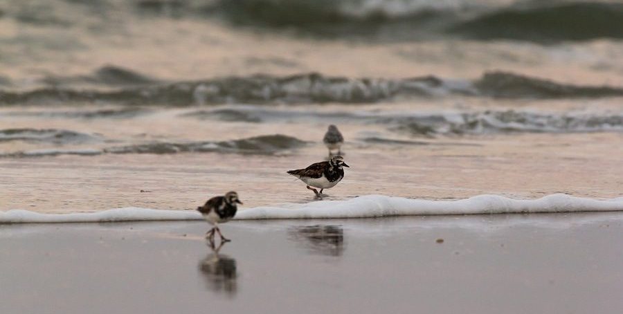 Bird Watching at Anastasia State Park in St. Augustine