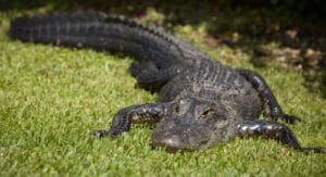 St. Augustine Alligator Farm