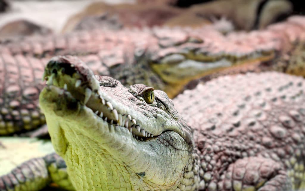 St. Augustine Alligator Farm