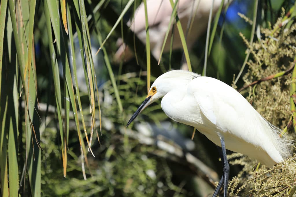 St. Augustine Alligator Farm