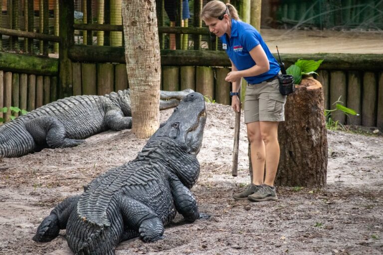 photo fo an animal handler at St. Augustine Alligator Farm