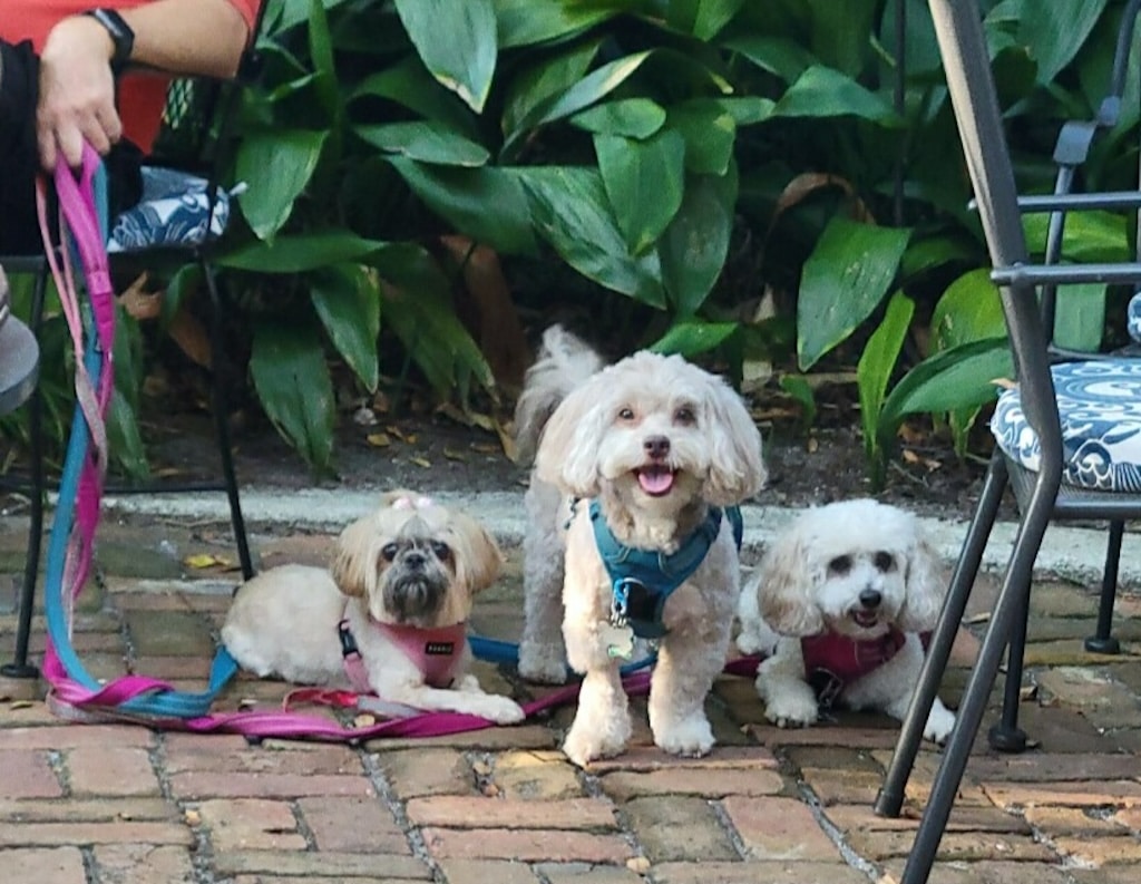 St. Augustine Pet-Friendly Hotels, photos of our resident dogs