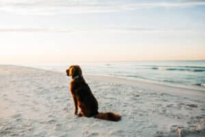 One of the Best St. Augustine Pet-Friendly Hotels