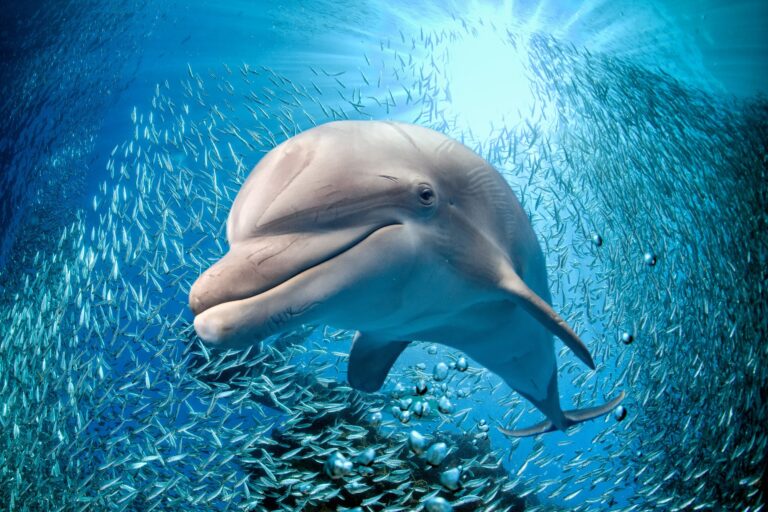 A dolphin swims in deep blue water surrounded by a large school of fish, with sunlight streaming from above.