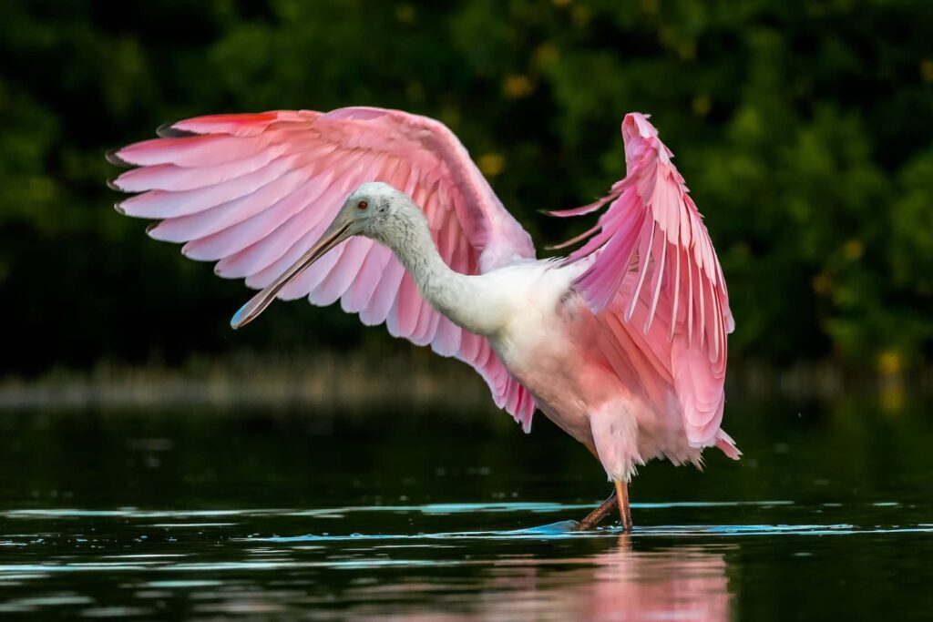 Along the Great Florida Birding Trail you'll see spectacular species such as the Roseate Spoonbill.