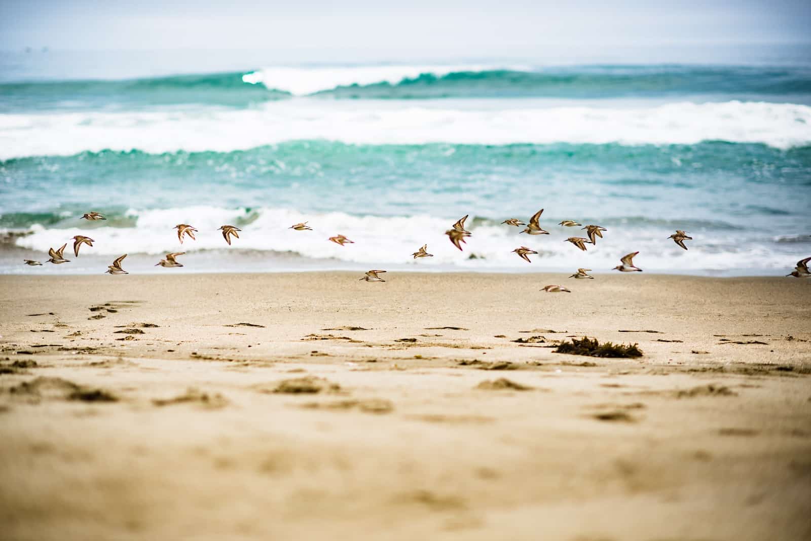 Watch a flock of piping plovers along the coastal shore of the Great Florida Birding Trail.