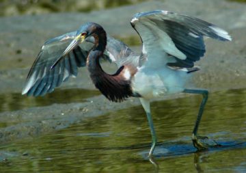 Calling All Winter Ornithologists! 6 ASP Bird St. Francis Inn St. Augustine Bed and Breakfast