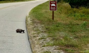 Wildlife Crossing