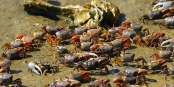 A Memorable Wildlife Tour 15 Fiddler Crabs at Indian River Lagoon Flickr Andrea Westmoreland 25281 2529 St. Francis Inn St. Augustine Bed and Breakfast