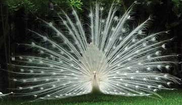 The Fountain of Youth Archaeological Park peacock