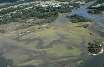 Fort Mose aerial view