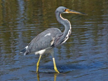 A Memorable Wildlife Tour 13 Tricolored Heron 2528Egretta tricolor 2529 RWD2 St. Francis Inn St. Augustine Bed and Breakfast