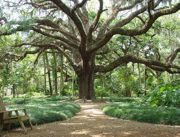 Ancient Live Oak Tree at Washington Oaks State Gardens