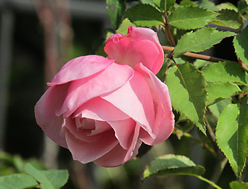 Rose Garden at Washington Oaks State Gardens