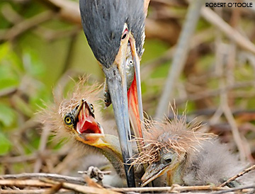 Alligator Zoological Farm blue heron feeding her nestlings