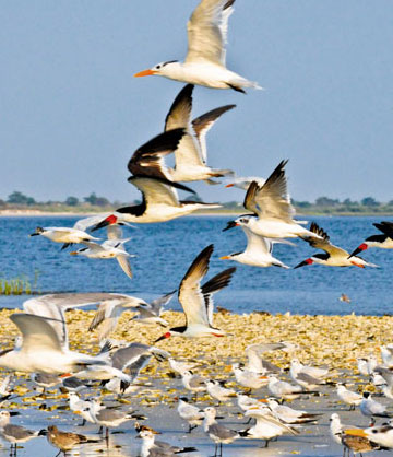 shore birds