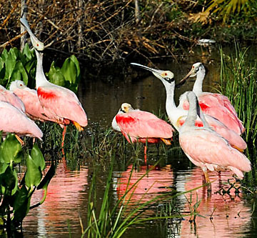 Roseate Spoonbill birds