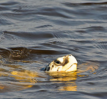 sea turtle