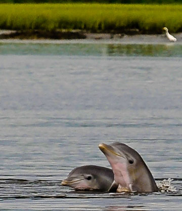 Two bottlenose dolphins surfacing